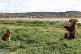 Bear Teases Dog with Water Hose