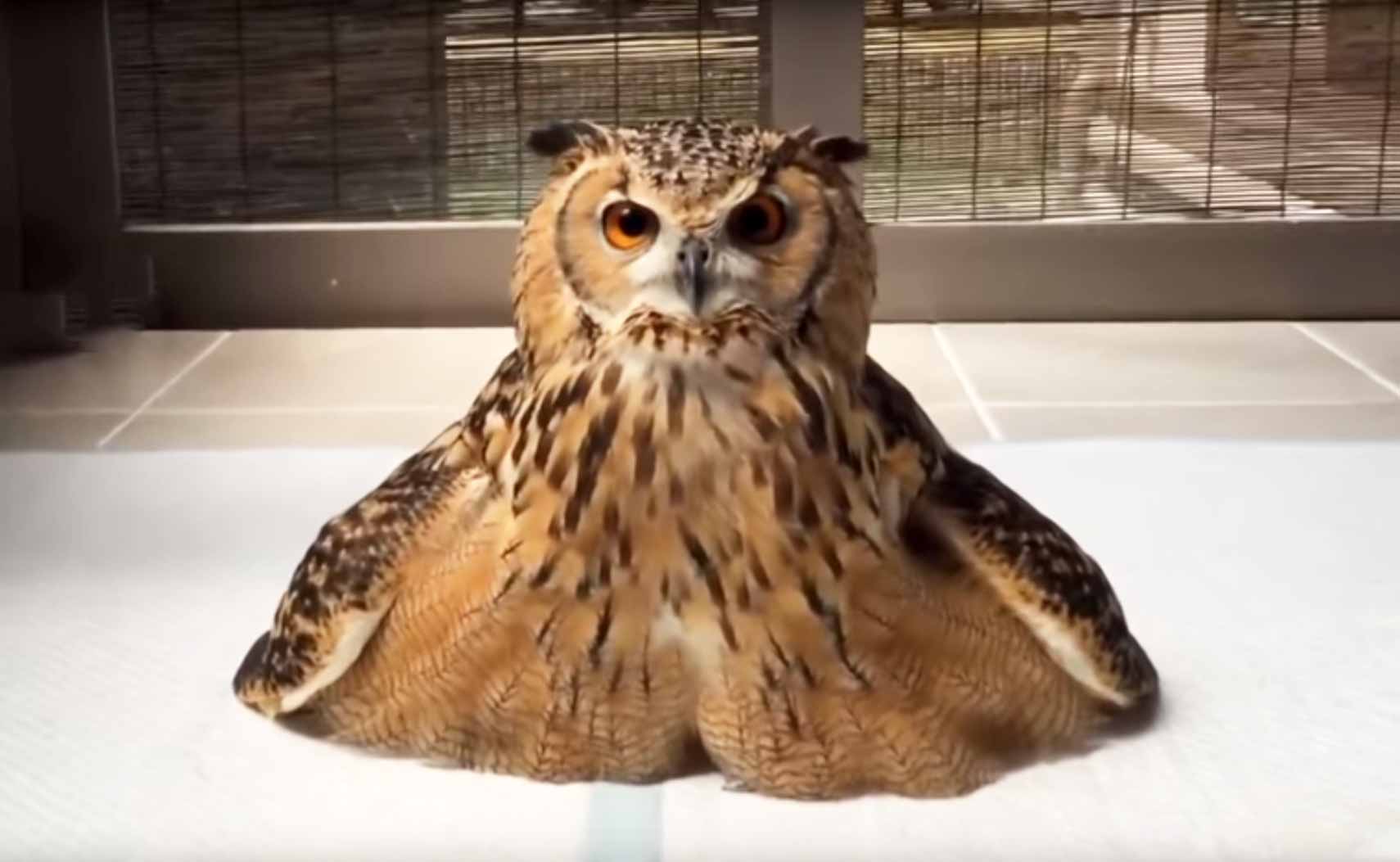 Best Of Owls In 3 Minutes - Funny And Cute Owl Compilation