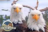 Big Bear Bald Eagle Live Nest Cam