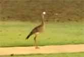 Bird Bounces Golf Ball On The Sidewalk