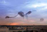 Bird Display over Rome