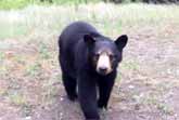 Black Bear Tails Joggers