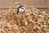 Butch The Siberian Husky Plays In The Autumn Leaves