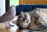 Cat And Dove