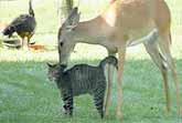 Cat and Deer