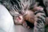 Cat Hugs Baby Kitten Having Nightmare