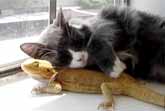 Cat Loves Bearded Dragon