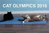 Cat Olympics 2016