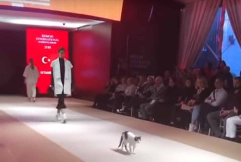 Cat On The Catwalk