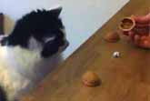 Cat Plays Shell Game