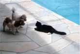 Cat Pushes Dog Into Swimming Pool