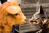 Cat Reaches Into Every Cage At The Vet To Pet The Animals