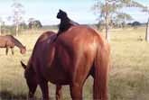 Cat Rides His Favorite Horse Every Day