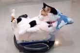 Cat Riding A Roomba In Style