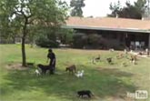 Sanctuary of 500 Cats