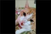 Cat Sings 'If Youre Happy And You Know It' With His Human