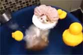 Cat Takes Soothing Bath With Rubber Duckies