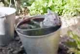 Cat Taking A Bath In A Bucket