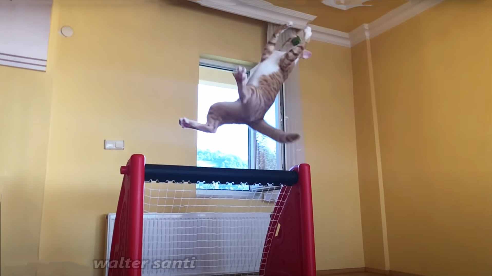 Cat With Goal Keeper Skills