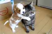 Cats And Dogs Supercute