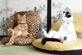 Cats Sit and Relax Like Humans