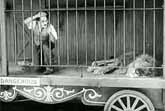 Charlie Chaplin - The Lion's Cage