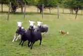 Chihuahua Sheep Dog