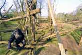 Chimpanzee Takes Out Drone With Tree Branch