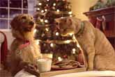 Christmas with Cat and Dog