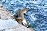 Clever Fishing Cat Catches Its Own Dinner