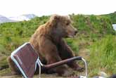 Close Encounter Of the Brown Bear Kind