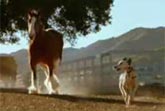 Clydesdale vs Dalmatian