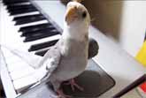 Cockatiel Sings My Neighbor Totoro Theme Song