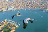 Cranes Over Venice