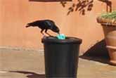 Crow Teaching Humans About Recycling