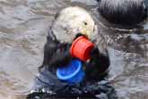 Cup-Stacking Otter