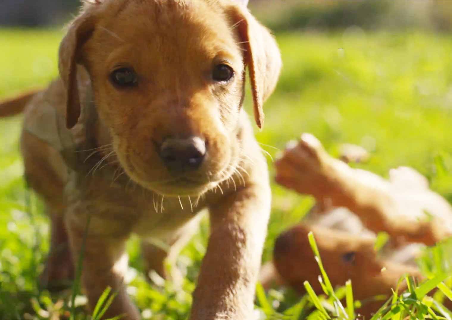 Cute Puppy Race in 4K Ultra HD