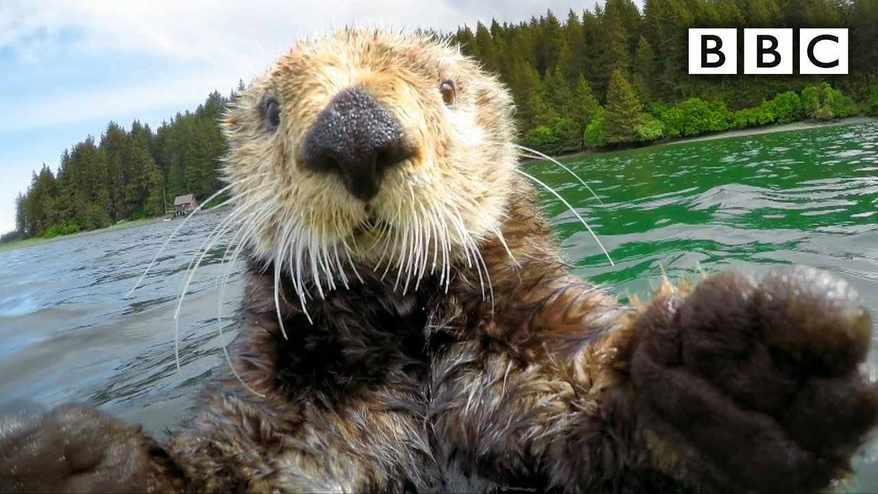 Cute Sea Otters Intimately Filmed By Spy Camera - BBC Documentary