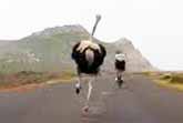 Cyclists Chased By An Ostrich - The Funniest Thing You'll See Today