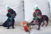 Dachshund Duet: 'Feliz Navidad'