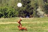 Dachshund Plays With Balloon