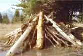 David Attenborough: How Beavers Build a Lodge