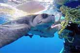 Diver Saves Sea Turtle And Gets A Hug
