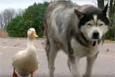 Dog And Duck Are Best Friends