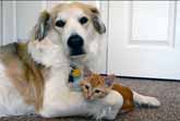 Dog and Kitten