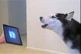 Dog iPad Auto-Tune