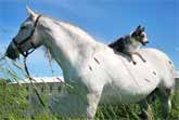 Dog Can’t Stop Smiling When He’s Riding His Favorite Horse