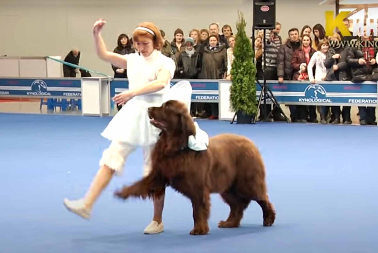 Dog Dancing Championship ABBA 'Head Over Heels'