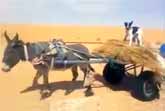 Dog Drives Donkey Cart
