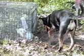 Dog Rescues Bunny